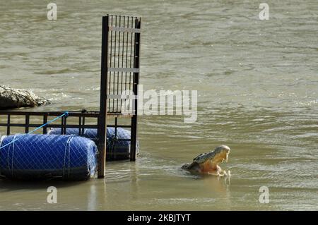 Das Krokodil mit einem Reifen drehte sich gegen eine Falle, die zuvor vom Palu City Natural Resources Conservation Center mit dem australischen Reptilienexperten Matt Wright, Central Sulawesi, Indonesien, am 11. März 2020 eingerichtet worden war. (Foto von Faldi Muhammad/NurPhoto) Stockfoto