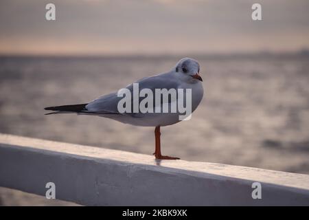Porträt einer Möwe. Vogel an der polnischen Küste in Gdynia. Stockfoto