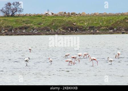 Ein Schwarm von Flamingos, Vögel der Familie Phoenicopteriformes, wie man sie in der Lagune von Kalochori mit der Stadt Thessaloniki im Hintergrund sieht. Die Flamingo-Kolonien leben hier in den Feuchtgebieten als Zwischenstopp auf ihrer Migrationsroute, die zum Axios Delta Nationalpark in Nordgriechenland gehört. Der Nationalpark des Axios-Deltas in der Nähe der Stadt Thessaloniki in Griechenland besteht aus 4 Flüssen Axios, Galikos, Loudias und Aliakmonas, 295 Vogelarten, 350 Pflanzenarten, 40 Säugetierarten, 18 Reptilienarten, 9 Amphibienarten, 7 Arten von Wirbellosen. 25. März 2020 (Foto von Nicolas Econ Stockfoto