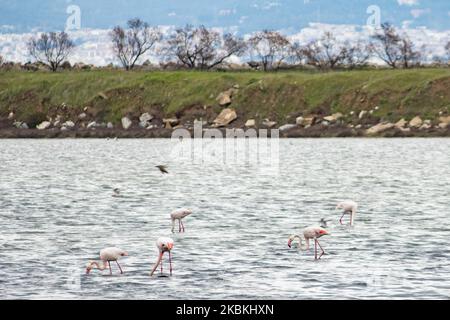 Ein Schwarm von Flamingos, Vögel der Familie Phoenicopteriformes, wie man sie in der Lagune von Kalochori mit der Stadt Thessaloniki im Hintergrund sieht. Die Flamingo-Kolonien leben hier in den Feuchtgebieten als Zwischenstopp auf ihrer Migrationsroute, die zum Axios Delta Nationalpark in Nordgriechenland gehört. Der Nationalpark des Axios-Deltas in der Nähe der Stadt Thessaloniki in Griechenland besteht aus 4 Flüssen Axios, Galikos, Loudias und Aliakmonas, 295 Vogelarten, 350 Pflanzenarten, 40 Säugetierarten, 18 Reptilienarten, 9 Amphibienarten, 7 Arten von Wirbellosen. 25. März 2020 (Foto von Nicolas Econ Stockfoto