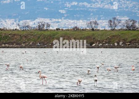 Ein Schwarm von Flamingos, Vögel der Familie Phoenicopteriformes, wie man sie in der Lagune von Kalochori mit der Stadt Thessaloniki im Hintergrund sieht. Die Flamingo-Kolonien leben hier in den Feuchtgebieten als Zwischenstopp auf ihrer Migrationsroute, die zum Axios Delta Nationalpark in Nordgriechenland gehört. Der Nationalpark des Axios-Deltas in der Nähe der Stadt Thessaloniki in Griechenland besteht aus 4 Flüssen Axios, Galikos, Loudias und Aliakmonas, 295 Vogelarten, 350 Pflanzenarten, 40 Säugetierarten, 18 Reptilienarten, 9 Amphibienarten, 7 Arten von Wirbellosen. 25. März 2020 (Foto von Nicolas Econ Stockfoto