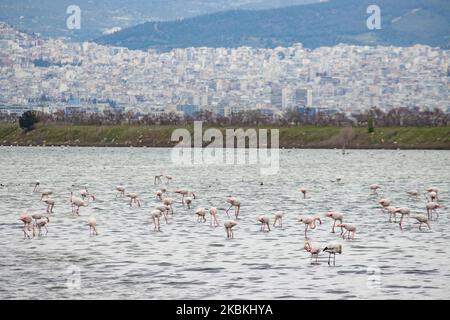 Ein Schwarm von Flamingos, Vögel der Familie Phoenicopteriformes, wie man sie in der Lagune von Kalochori mit der Stadt Thessaloniki im Hintergrund sieht. Die Flamingo-Kolonien leben hier in den Feuchtgebieten als Zwischenstopp auf ihrer Migrationsroute, die zum Axios Delta Nationalpark in Nordgriechenland gehört. Der Nationalpark des Axios-Deltas in der Nähe der Stadt Thessaloniki in Griechenland besteht aus 4 Flüssen Axios, Galikos, Loudias und Aliakmonas, 295 Vogelarten, 350 Pflanzenarten, 40 Säugetierarten, 18 Reptilienarten, 9 Amphibienarten, 7 Arten von Wirbellosen. 25. März 2020 (Foto von Nicolas Econ Stockfoto