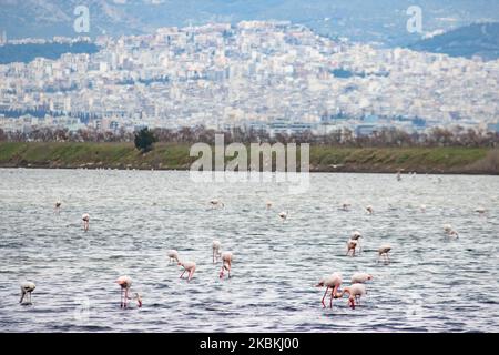 Ein Schwarm von Flamingos, Vögel der Familie Phoenicopteriformes, wie man sie in der Lagune von Kalochori mit der Stadt Thessaloniki im Hintergrund sieht. Die Flamingo-Kolonien leben hier in den Feuchtgebieten als Zwischenstopp auf ihrer Migrationsroute, die zum Axios Delta Nationalpark in Nordgriechenland gehört. Der Nationalpark des Axios-Deltas in der Nähe der Stadt Thessaloniki in Griechenland besteht aus 4 Flüssen Axios, Galikos, Loudias und Aliakmonas, 295 Vogelarten, 350 Pflanzenarten, 40 Säugetierarten, 18 Reptilienarten, 9 Amphibienarten, 7 Arten von Wirbellosen. 25. März 2020 (Foto von Nicolas Econ Stockfoto