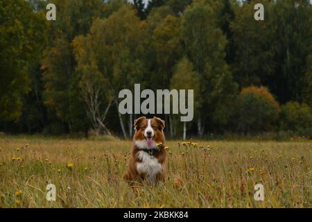 Konzept von Haustieren Einheit mit der Natur. Brown Australian Shepherd sitzt vor dem Hintergrund des Herbstgemischtes goldgrünen Waldes und lächelt. Glücklicher aussie Hund Stockfoto
