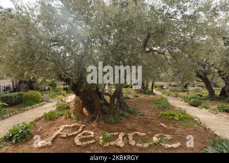 Olivenbäume im Garten Gethsemane am Fuße des Ölbergs in Jerusalem. Am Mittwoch, den 11. März 2020, in Jerusalem, Israel. (Foto von Artur Widak/NurPhoto) Stockfoto