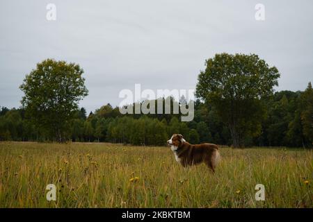 Glücklicher aussie-Hund, der im Feld der Dandelionen steht. Konzept von Haustieren Einheit mit der Natur. Hochformat in voller Länge. Brown Australian Shepherd gegen Backgroun Stockfoto
