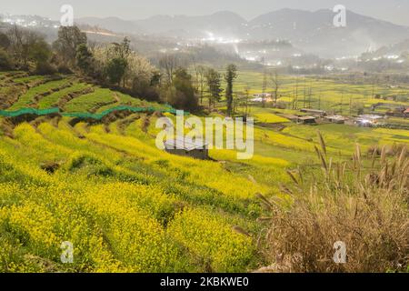 Blick auf Felder im Dorf Khokana in Nepal, am 8. März 2020, das für sein musteriertes Öl berühmt ist. (Foto von Istiak Karim/NurPhoto) Stockfoto