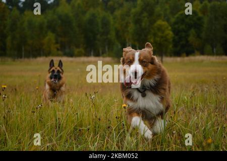 Konzept von Haustieren Einheit mit der Natur. Zwei aktive und energische reinrassige Hunde laufen fröhlich vorwärts, wobei die Zungen hervorstehen. Australische und deutsche She Stockfoto