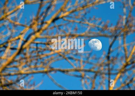 Der aufgehende Mond wird am 4. April 2020 in einem Park in Berlin durch die Äste eines Baumes gesehen. Um die Ausbreitung des Coronavirus (SARS-CoV-2) zu begrenzen, hat der Bund und die Kommunen die vorübergehende Schließung von Museen, Theatern, Sportveranstaltungen usw. angeordnet.in der Regel ist das Sammeln von mehr als zwei Personen im öffentlichen Raum verboten, und Restaurants können nur Mahlzeiten zum Mitnehmen anbieten. (Foto von Emmanuele Contini/NurPhoto) Stockfoto
