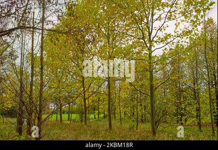 Reihen von Bäumen in grünem und gelbem Laub im Frühherbst Stockfoto