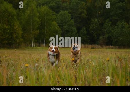 Konzept von Haustieren Einheit mit der Natur. Zwei aktive und energische reinrassige Hunde laufen fröhlich vorwärts, wobei die Zungen hervorstehen. Australische und deutsche She Stockfoto