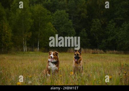 Konzept von Haustieren Einheit mit der Natur. Zwei reinrassige Hunde sitzen im grünen Gras Seite an Seite, wobei die Zungen heraushängen. Australischer und Deutscher Schäferhund auf dem Weg Stockfoto