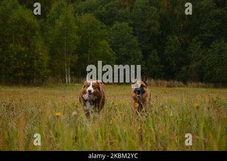 Konzept von Haustieren Einheit mit der Natur. Zwei aktive und energische reinrassige Hunde laufen fröhlich vorwärts, wobei die Zungen hervorstehen. Australische und deutsche She Stockfoto