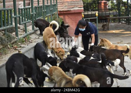 Ein Mitarbeiter von Sneha’s Care füttert Straßenhunde während der Sperre, da er Bedenken über die Ausbreitung des Corona Virus (COVID-19) in Kathmandu, Nepal, am Montag, den 06. April 2020 hat. (Foto von Narayan Maharjan/NurPhoto) Stockfoto