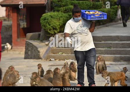 Ein Mitarbeiter von Sneha’s Care füttert Affen während der Sperre, da er Bedenken über die Ausbreitung des Corona-Virus (COVID-19) in Kathmandu, Nepal, am Montag, den 06. April 2020 hatte. (Foto von Narayan Maharjan/NurPhoto) Stockfoto