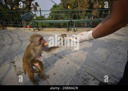 Ein Mitarbeiter von Sneha’s Care füttert Affen während der Sperre, da er Bedenken über die Ausbreitung des Corona-Virus (COVID-19) in Kathmandu, Nepal, am Montag, den 06. April 2020 hatte. (Foto von Narayan Maharjan/NurPhoto) Stockfoto