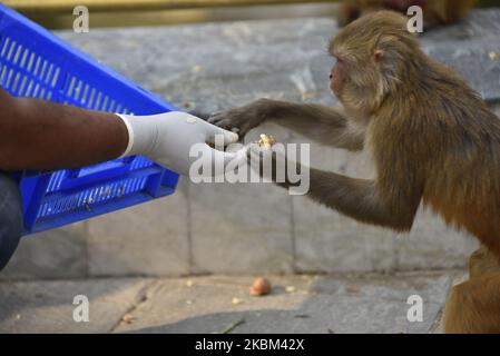 Ein Mitarbeiter von Sneha’s Care füttert Affen während der Sperre, da er Bedenken über die Ausbreitung des Corona-Virus (COVID-19) in Kathmandu, Nepal, am Montag, den 06. April 2020 hatte. (Foto von Narayan Maharjan/NurPhoto) Stockfoto