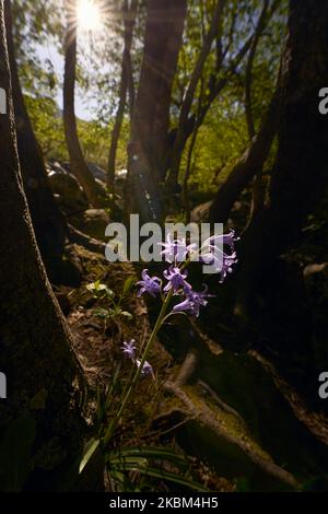 Blumen im Wald von Sonnenstrahlen berührt Stockfoto