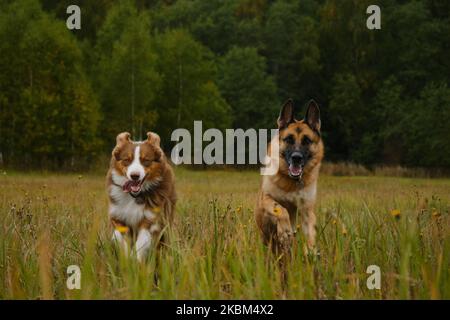 Konzept von Haustieren Einheit mit der Natur. Zwei aktive und energische reinrassige Hunde laufen fröhlich vorwärts, wobei die Zungen hervorstehen. Australische und deutsche She Stockfoto