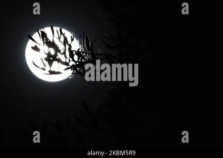 Der Vollmond vom 2020. April, gesehen durch einen Olivenbaum, Silhouette von Ästen und Blättern. Ein Vollmond, bekannt als Supermond, der am 8. April 2020 aufgenommen wurde, auch bekannt als rosafarbener Mond, wie er in Thessaloniki, Griechenland, gesehen wurde. Der April-Supermond ist der größte und hellste im Jahr 2020, da seine Umlaufbahn in der Nähe der Erde liegt. Der Mond oder Luna, der natürliche Satellit der Erde, ist der am nächsten gelegene astronomische Körper, der die Erde umkreist. (Foto von Nicolas Economou/NurPhoto) Stockfoto