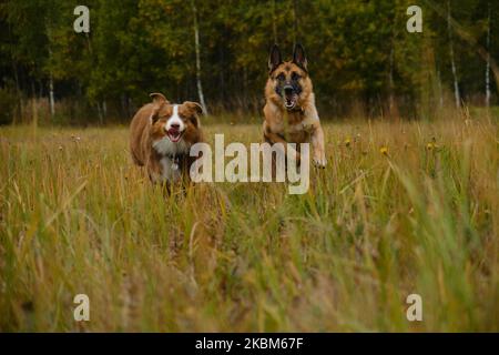 Konzept von Haustieren Einheit mit der Natur. Zwei aktive und energische reinrassige Hunde laufen fröhlich vorwärts, wobei die Zungen hervorstehen. Australische und deutsche She Stockfoto