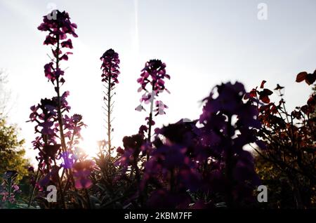 Am 9. April 2020 blühen im Rosengarten des Hyde Park in London, England, Blumen. Während Großbritannien ein erwartungsgemäß warmes Osterwochenende beginnt, betonte Außenminister Dominic Raab heute, wie wichtig es ist, die „sozialen Distanzierungsmaßnahmen“ nicht aufzugeben, zu einer Zeit, in der sich in den Daten für Covid-19-Coronavirus-Übertragungen und Krankenhausaufenthalte hoffnungsvolle Zeichen zeigen. Raab, der derzeit für den hospitalisierten Premierminister Boris Johnson (der jetzt nicht mehr auf der Intensivstation ist, da er sich weiterhin vom Virus erholt) im Amt ist, gab heute bekannt, dass eine Entscheidung über die nächsten Schritte für die gefällt wird Stockfoto