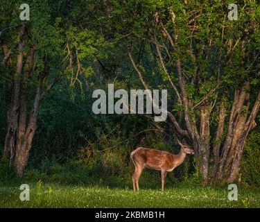 Schüchterne Hirsche im Wald suchen mich, Abruzzen, Lazio und Molise Nationalpark. Italien, Europa Stockfoto