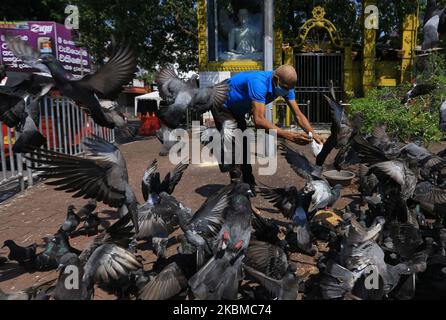 Ein Sri-lankischer Mann mit einer schützenden Gesichtsmaske füttert hungrige Tauben in den Straßen von Colombo, Sri Lanka. 13. April 2020. Nach Angaben des Gesundheitsministeriums von Sri Lanka wurden in Sri Lanka 7 Todesfälle und 214 positive Fälle von Covid-19 gemeldet, während bis April 16 eine Sperrstunde auf der ganzen Insel verhängt wird, um die Ausbreitung von Covid-19 zu minimieren. (Foto von Tharaka Basnayaka/NurPhoto) Stockfoto