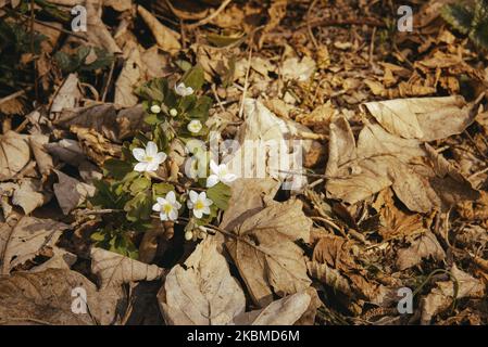 Waldpflanzen im Herbst fallen n th ch von den Bäumen der getrockneten Blätter. Im Park wachsen grüne Pflanzen. Stockfoto