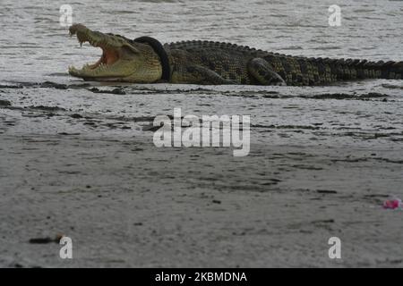 Ein wildes Krokodil, das in einem Motorradreifen gefangen wird, steigt am Dienstag in Palu, Provinz Central Sulawesi, Indonesien, an Land und sonnt sich im Fluss (4/14/2020). Das Krokodil, das seit 2016 im Reifen gefangen ist, ist wieder aufgetaucht, nachdem es verschwunden ist. Verschiedene Rettungsbemühungen gegen das Krokodil wurden von der lokalen Regierung zusammen mit dem australischen Wildtierexperten Matt Wright und dem amerikanischen Wildtierexperten Forrest Galante durchgeführt, scheiterten aber immer noch. Die lokale Regierung plant, die Rettung des Krokodils nach Beendigung der COVID-19-Pandemie wieder aufzunehmen. (Foto von Mohamad Hamzah/NurPhoto) Stockfoto