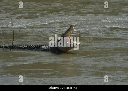 Ein wildes Krokodil, das in einem Motorradreifen gefangen wurde, tauchte am Montag auf dem Fluss in Palu, Provinz Zentral-Sulawesi, Indonesien, auf (4/13/2020). Das Krokodil, das seit 2016 im Reifen gefangen ist, ist wieder aufgetaucht, nachdem es verschwunden ist. Verschiedene Rettungsbemühungen gegen das Krokodil wurden von der lokalen Regierung zusammen mit dem australischen Wildtierexperten Matt Wright und dem amerikanischen Wildtierexperten Forrest Galante durchgeführt, scheiterten aber immer noch. Die lokale Regierung plant, die Rettung des Krokodils nach Beendigung der COVID-19-Pandemie wieder aufzunehmen. (Foto von Mohamad Hamzah/NurPhoto) Stockfoto