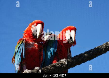 Porträt von zwei roten Aras auf einem Ast. Der Papageienvögel ist eine gefährdete Art. Tierfoto Stockfoto