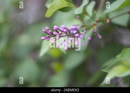 Gemeine Flieder, die wissenschaftlich als Syringa vulgaris bekannt ist, blüht im Busch, eine Pflanze, die für ihren Duft berühmt ist, wie sie am 15. April 2020 im Frühling in Thessaloniki, Griechenland, zu sehen war. Flieder ist eine Art der blühenden Pflanze aus der Familie der Oleaceae, die in Griechenland und der Balkanhalbinsel beheimatet ist und rosa, violette und violette Blütenblätter hat. In Griechenland ist der gebräuchliche Name Pashalia, der als Osterblume übersetzt wird. (Foto von Nicolas Economou/NurPhoto) Stockfoto