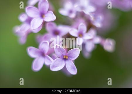 Gemeine Flieder, die wissenschaftlich als Syringa vulgaris bekannt ist, blüht im Busch, eine Pflanze, die für ihren Duft berühmt ist, wie sie am 15. April 2020 im Frühling in Thessaloniki, Griechenland, zu sehen war. Flieder ist eine Art der blühenden Pflanze aus der Familie der Oleaceae, die in Griechenland und der Balkanhalbinsel beheimatet ist und rosa, violette und violette Blütenblätter hat. In Griechenland ist der gebräuchliche Name Pashalia, der als Osterblume übersetzt wird. (Foto von Nicolas Economou/NurPhoto) Stockfoto