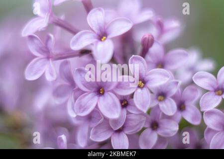 Gemeine Flieder, die wissenschaftlich als Syringa vulgaris bekannt ist, blüht im Busch, eine Pflanze, die für ihren Duft berühmt ist, wie sie am 15. April 2020 im Frühling in Thessaloniki, Griechenland, zu sehen war. Flieder ist eine Art der blühenden Pflanze aus der Familie der Oleaceae, die in Griechenland und der Balkanhalbinsel beheimatet ist und rosa, violette und violette Blütenblätter hat. In Griechenland ist der gebräuchliche Name Pashalia, der als Osterblume übersetzt wird. (Foto von Nicolas Economou/NurPhoto) Stockfoto