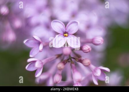 Gemeine Flieder, die wissenschaftlich als Syringa vulgaris bekannt ist, blüht im Busch, eine Pflanze, die für ihren Duft berühmt ist, wie sie am 15. April 2020 im Frühling in Thessaloniki, Griechenland, zu sehen war. Flieder ist eine Art der blühenden Pflanze aus der Familie der Oleaceae, die in Griechenland und der Balkanhalbinsel beheimatet ist und rosa, violette und violette Blütenblätter hat. In Griechenland ist der gebräuchliche Name Pashalia, der als Osterblume übersetzt wird. (Foto von Nicolas Economou/NurPhoto) Stockfoto