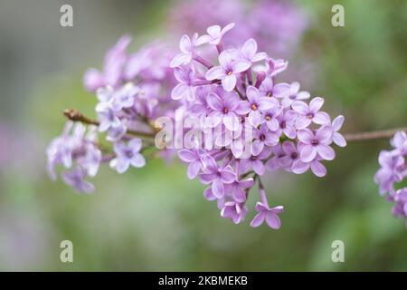 Gemeine Flieder, die wissenschaftlich als Syringa vulgaris bekannt ist, blüht im Busch, eine Pflanze, die für ihren Duft berühmt ist, wie sie am 15. April 2020 im Frühling in Thessaloniki, Griechenland, zu sehen war. Flieder ist eine Art der blühenden Pflanze aus der Familie der Oleaceae, die in Griechenland und der Balkanhalbinsel beheimatet ist und rosa, violette und violette Blütenblätter hat. In Griechenland ist der gebräuchliche Name Pashalia, der als Osterblume übersetzt wird. (Foto von Nicolas Economou/NurPhoto) Stockfoto