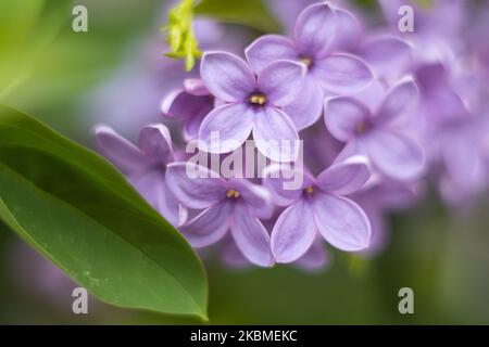 Gemeine Flieder, die wissenschaftlich als Syringa vulgaris bekannt ist, blüht im Busch, eine Pflanze, die für ihren Duft berühmt ist, wie sie am 15. April 2020 im Frühling in Thessaloniki, Griechenland, zu sehen war. Flieder ist eine Art der blühenden Pflanze aus der Familie der Oleaceae, die in Griechenland und der Balkanhalbinsel beheimatet ist und rosa, violette und violette Blütenblätter hat. In Griechenland ist der gebräuchliche Name Pashalia, der als Osterblume übersetzt wird. (Foto von Nicolas Economou/NurPhoto) Stockfoto