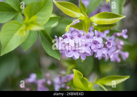 Gemeine Flieder, die wissenschaftlich als Syringa vulgaris bekannt ist, blüht im Busch, eine Pflanze, die für ihren Duft berühmt ist, wie sie am 15. April 2020 im Frühling in Thessaloniki, Griechenland, zu sehen war. Flieder ist eine Art der blühenden Pflanze aus der Familie der Oleaceae, die in Griechenland und der Balkanhalbinsel beheimatet ist und rosa, violette und violette Blütenblätter hat. In Griechenland ist der gebräuchliche Name Pashalia, der als Osterblume übersetzt wird. (Foto von Nicolas Economou/NurPhoto) Stockfoto