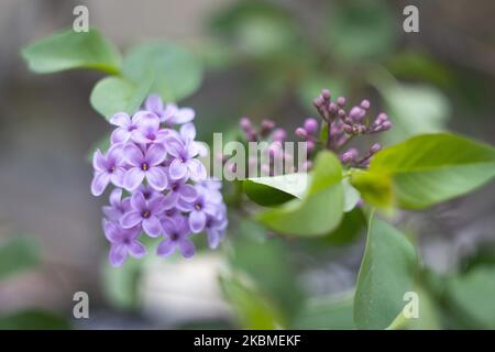 Gemeine Flieder, die wissenschaftlich als Syringa vulgaris bekannt ist, blüht im Busch, eine Pflanze, die für ihren Duft berühmt ist, wie sie am 15. April 2020 im Frühling in Thessaloniki, Griechenland, zu sehen war. Flieder ist eine Art der blühenden Pflanze aus der Familie der Oleaceae, die in Griechenland und der Balkanhalbinsel beheimatet ist und rosa, violette und violette Blütenblätter hat. In Griechenland ist der gebräuchliche Name Pashalia, der als Osterblume übersetzt wird. (Foto von Nicolas Economou/NurPhoto) Stockfoto