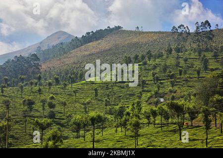 Teepflanzen, die am 17. Februar 2019 auf den Hügeln eines der zahlreichen Teestände in Munnar, Idukki, Kerala, Indien, wachsen. Tee ist eine der Hauptkulturen in diesem Tal von rund 5400 Hektar. Es wird in die ganze Welt exportiert und Kerala ist nach Darjeeling die zweitgrößte Teeproduktion in Indien. (Foto von Creative Touch Imaging Ltd./NurPhoto) Stockfoto