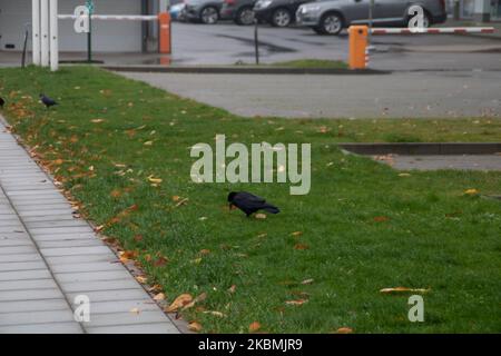 Eine schwarze Krähe auf einem grünen Rasen im Herbst Stockfoto