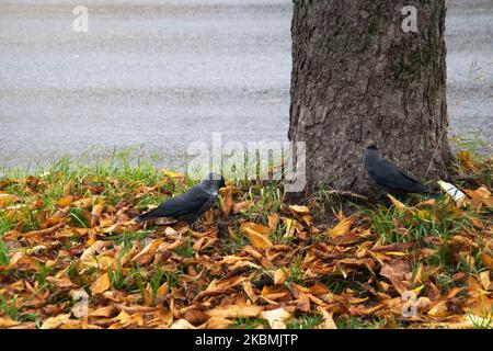 Fotografieren Sie den Rabenvogel in der Nähe des Baumes, der im Herbst auf den heruntergefallenen Blättern steht Stockfoto
