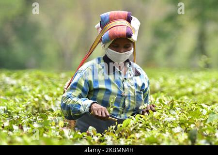 Teeplantagenarbeiter mit Maske verlassen während einer landesweiten Sperre nach einer Coronavirus-Pandemie am 21,2020. April auf dem Nonoi-Teestandgut im Nagaon-Distrikt von Assam, Indien. (Foto von Anuwar Hazarika/NurPhoto) Stockfoto