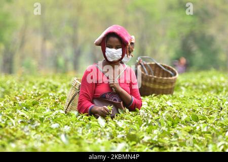 Teeplantagenarbeiter mit Maske verlassen während einer landesweiten Sperre nach einer Coronavirus-Pandemie am 21,2020. April auf dem Nonoi-Teestandgut im Nagaon-Distrikt von Assam, Indien. (Foto von Anuwar Hazarika/NurPhoto) Stockfoto