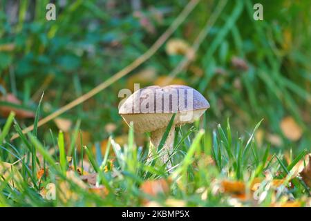 Kastanienbraune Kappe. Pilz auf dem Waldboden mit Moos und Kiefernnadeln. Essbare Pilze im Wald gesammelt. Foto aus der Natur Stockfoto