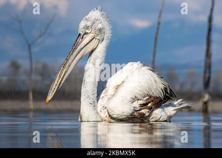 Pelikanvögel, wie sie im Wasser im Kerkini-See in der Region Serres, Mazedonien, Griechenland, schweben. Der Weiße Pelikan ist der Dalmatinische Pelikan, Pelecanus Crispus aus der Familie der Pelecanidae, bekannt für den langen Schnabel, den großen Kehlbeutel. Der Kerkini-See ist ein künstliches Wasserreservoir, das 1932 geschaffen wurde, ein sehr wichtiger Standort für Vögel auf der ganzen Welt für die Zugroute, einer der Pemier-Vogelbeobachtungsstandorte in Griechenland und Teil des Ramsar-Feuchtgebietes, der Konvention über Feuchtgebiete von internationaler Bedeutung, insbesondere als Wasservogelgewässerschutzabkommen. April 2020 (Foto von Nicolas Economou/NurPhoto) Stockfoto