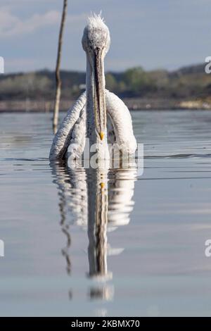 Pelikanvögel, wie sie im Wasser im Kerkini-See in der Region Serres, Mazedonien, Griechenland, schweben. Der Weiße Pelikan ist der Dalmatinische Pelikan, Pelecanus Crispus aus der Familie der Pelecanidae, bekannt für den langen Schnabel, den großen Kehlbeutel. Der Kerkini-See ist ein künstliches Wasserreservoir, das 1932 geschaffen wurde, ein sehr wichtiger Standort für Vögel auf der ganzen Welt für die Zugroute, einer der Pemier-Vogelbeobachtungsstandorte in Griechenland und Teil des Ramsar-Feuchtgebietes, der Konvention über Feuchtgebiete von internationaler Bedeutung, insbesondere als Wasservogelgewässerschutzabkommen. April 2020 (Foto von Nicolas Economou/NurPhoto) Stockfoto