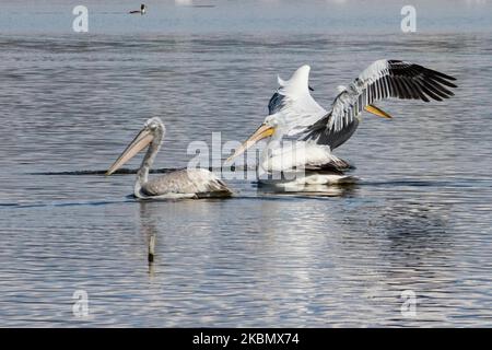 Pelikanvögel, wie sie im Wasser im Kerkini-See in der Region Serres, Mazedonien, Griechenland, schweben. Der Weiße Pelikan ist der Dalmatinische Pelikan, Pelecanus Crispus aus der Familie der Pelecanidae, bekannt für den langen Schnabel, den großen Kehlbeutel. Der Kerkini-See ist ein künstliches Wasserreservoir, das 1932 geschaffen wurde, ein sehr wichtiger Standort für Vögel auf der ganzen Welt für die Zugroute, einer der Pemier-Vogelbeobachtungsstandorte in Griechenland und Teil des Ramsar-Feuchtgebietes, der Konvention über Feuchtgebiete von internationaler Bedeutung, insbesondere als Wasservogelgewässerschutzabkommen. April 2020 (Foto von Nicolas Economou/NurPhoto) Stockfoto