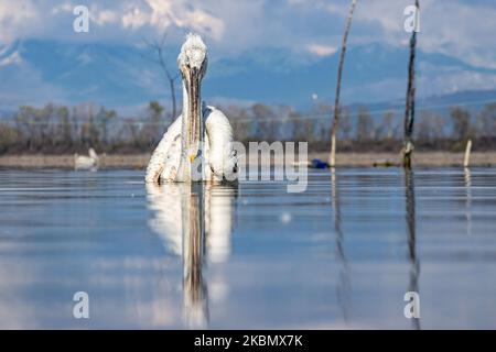 Pelikanvögel, wie sie im Wasser im Kerkini-See in der Region Serres, Mazedonien, Griechenland, schweben. Der Weiße Pelikan ist der Dalmatinische Pelikan, Pelecanus Crispus aus der Familie der Pelecanidae, bekannt für den langen Schnabel, den großen Kehlbeutel. Der Kerkini-See ist ein künstliches Wasserreservoir, das 1932 geschaffen wurde, ein sehr wichtiger Standort für Vögel auf der ganzen Welt für die Zugroute, einer der Pemier-Vogelbeobachtungsstandorte in Griechenland und Teil des Ramsar-Feuchtgebietes, der Konvention über Feuchtgebiete von internationaler Bedeutung, insbesondere als Wasservogelgewässerschutzabkommen. April 2020 (Foto von Nicolas Economou/NurPhoto) Stockfoto